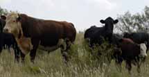 Good Barber Bulls on Black Cows make for Great Calves